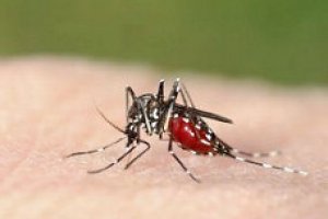 Curso Gratuito Online com Certificado - Combate a Dengue, Zika e Chikungunya