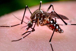 Curso Gratuito Online Combate a Dengue e Zika